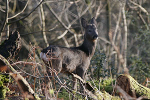 Photos of Deer by Betty Fold Gallery